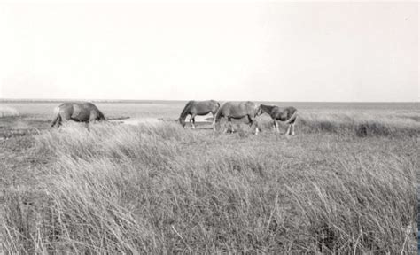 Researchers to provide information on Ocracoke Island horse herd at Nov ...