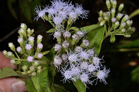 Ageratum Conyzoides Asteraceae Image At Phytoimages Siu Edu