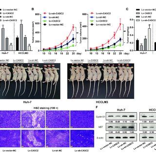 In Vivo Effects Of LncRNA CASC2 On Huh 7 Cell Tumor Growth A