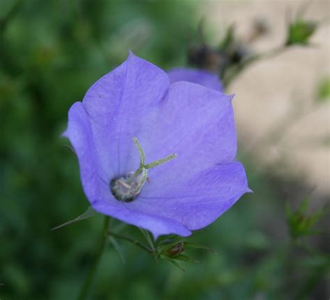 Campanula carpatica Seeds £2.25 from Chiltern Seeds - Chiltern Seeds ...