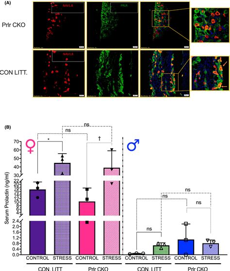 Prolactin Signaling Modulates Stressinduced Behavioral Responses In A