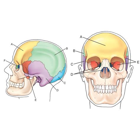 Cranial Bones Labeling Diagram Quizlet