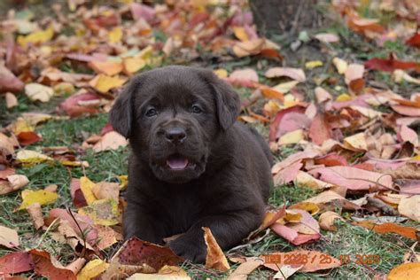 Labrador Ciocolatiu Cu Pedigree Bucuresti Sectorul 1 OLX Ro