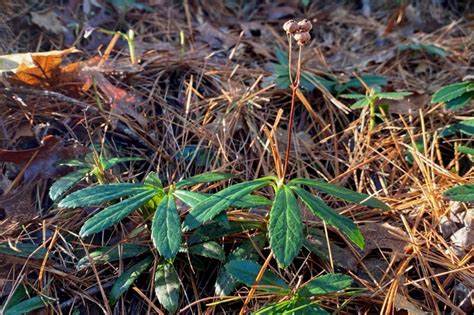 Pipsissewa Chimaphila Umbellata Seashore To Forest Floor