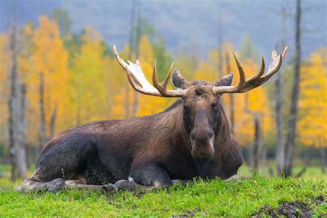 Moose | ALASKA.ORG