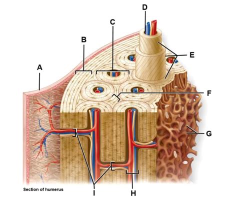 Compact Bone Anatomy Diagram Quizlet