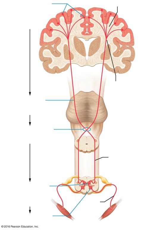 Motor Neuron Diagram Unlabeled