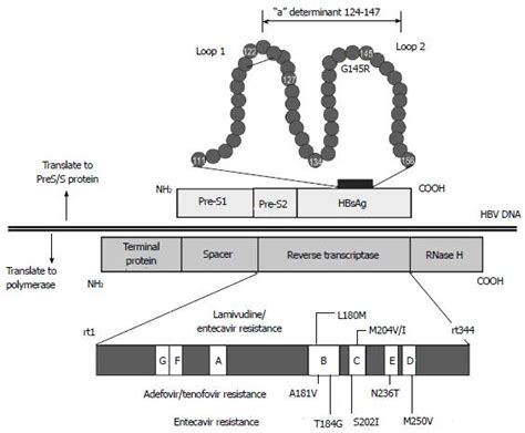 Variations And Mutations In The Hepatitis B Virus Genome And Their