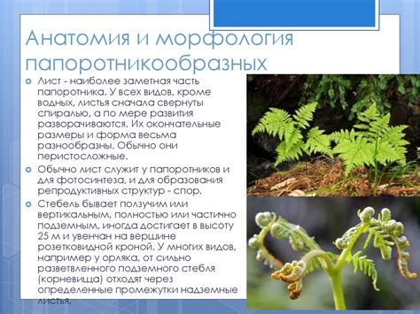 Отдел папоротникообразные Polypodiophyta - online presentation