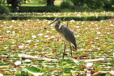 P Jaro Garza De Gran Azul Foto Gratis En Pixabay Pixabay