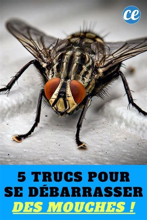 Mouches 5 Astuces Radicales Pour S en Débarrasser Mouches