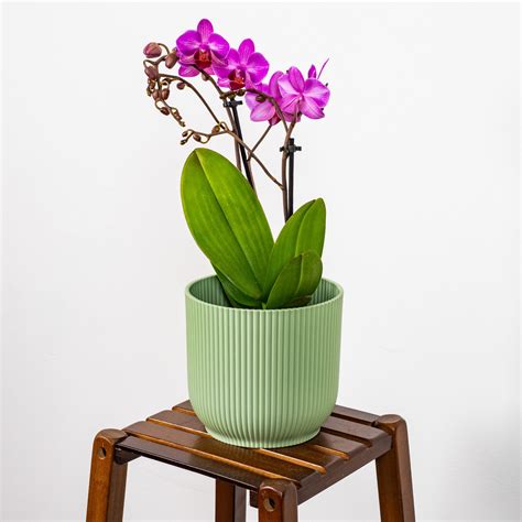 Orchid Phalaenopsis 'Multi Merida' | Moth Orchid – Gardeners Dream