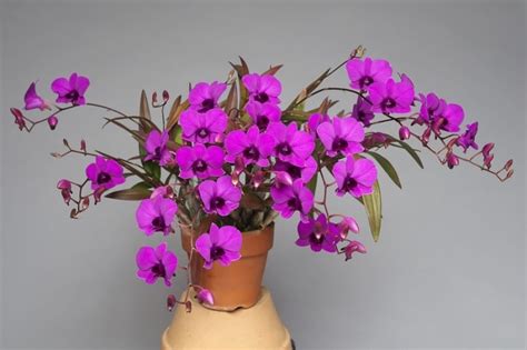 Dendrobium Orchids Care | Orchid Maintenance | Orchid Watering