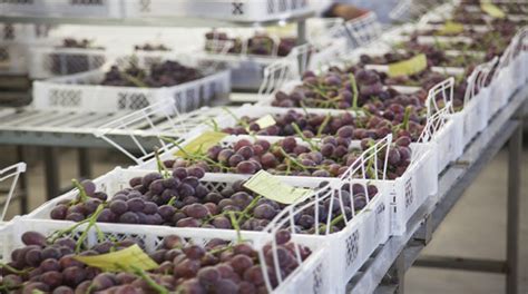 Per Se Convierte En El Primer Exportador Mundial De Uvas Myperuglobal