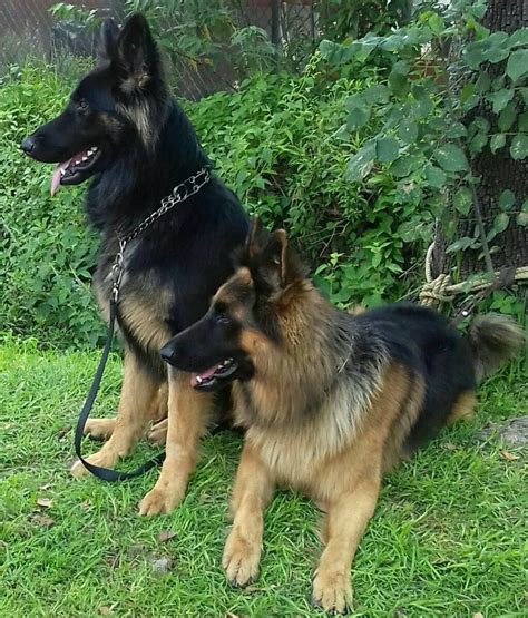 Lobo Y Oso Mis Adorados Pastor Alemán Cães