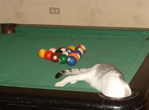 Cute Cats In Pool Tables (15 pics)