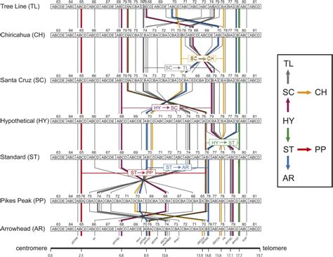 Map Of 18 Genetic Markers On The Gene Arrangements Of Drosophila