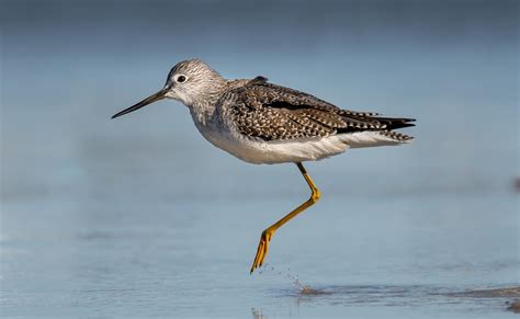 10 Marsh Birds Teaching Us About Wetlands | Audubon New York