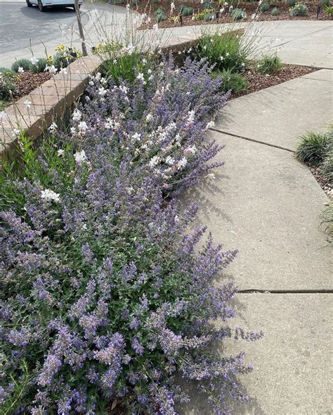 Genesis Landscapes On Instagram These Nepeta Walkers Low And Gaura