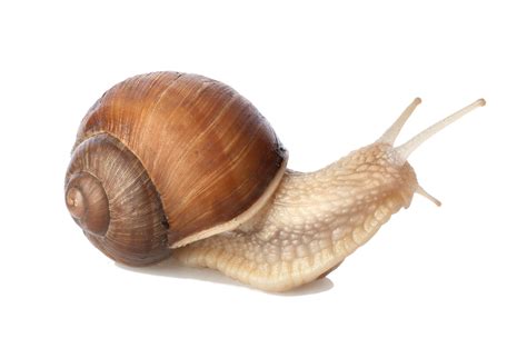 Collection Of Snail HD PNG PlusPNG