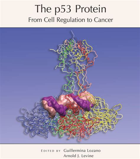 The p53 Protein: From Cell Regulation to Cancer - Ideas | Institute for ...