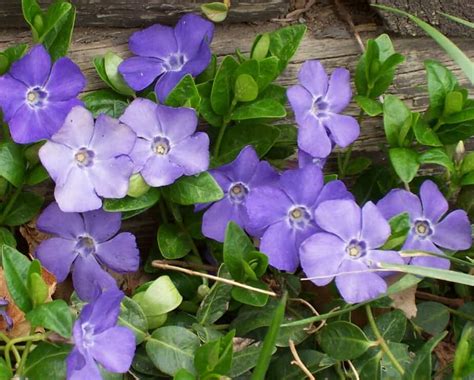 27 Easy Ground Covers For Clay Soil Sorted Choices Food Forest Living