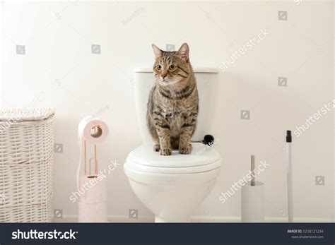 9,971 Cat In The Toilet Images, Stock Photos & Vectors | Shutterstock