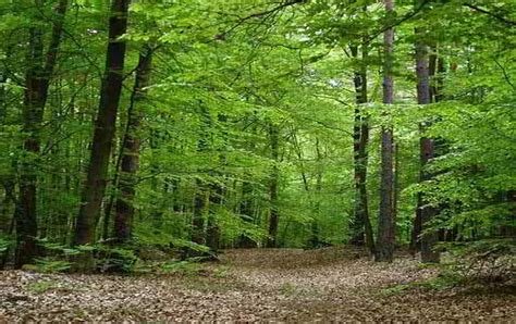 Sognare La Foresta Significato Di Bosco E Foreste Guida Sogni