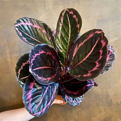 Calathea roseopicta ‘Little Princess’ - grow urban.