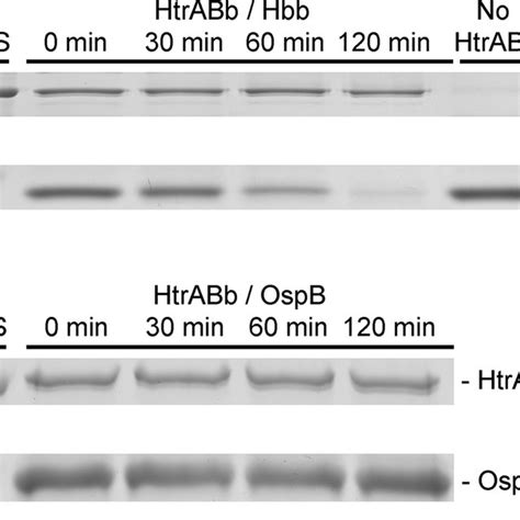 HtrABb degrades DNA-binding protein Hbb in vitro. (A) Purified ...