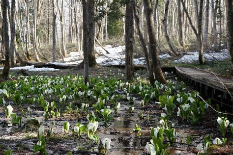 お知らせ・スタッフブログ 落倉自然園の水芭蕉白馬ハイランドホテル【公式】白馬姫川温泉