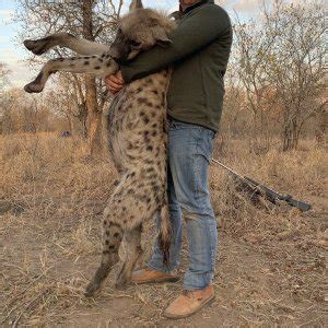 Spotted Hyena Hunt | AfricaHunting.com