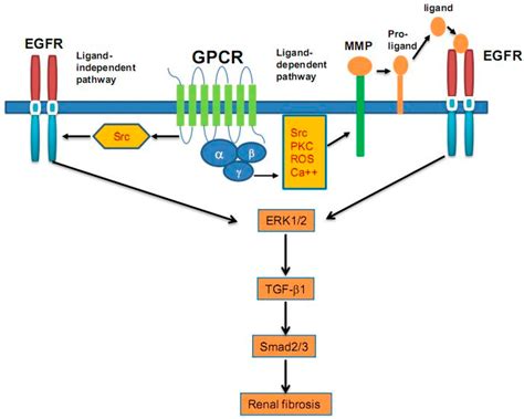 Ijms Free Full Text Role Of Receptor Tyrosine Kinase Signaling In