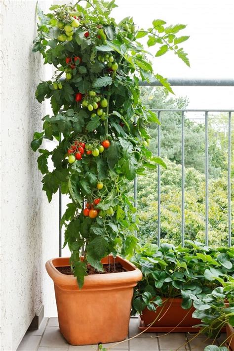 Best Tomato Varieties For Containers | Balcony Garden Web