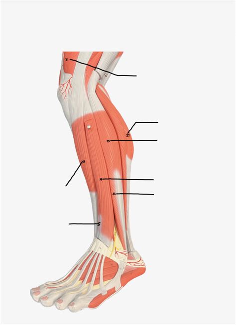 Legs Muscles Diagram Quizlet