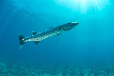 240 Barracuda Gigante Fotos Fotos De Stock Imagens E Fotos Royalty Free Istock