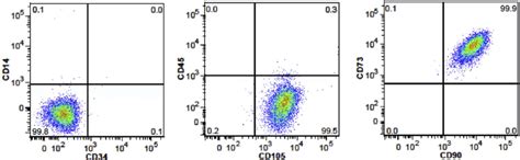 Flow Cytometry Of Mesenchymal Stem Cells In The Fifth Passage Showing