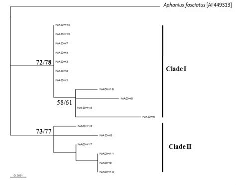 Maximum Likelihood Phylogenetic Relationships Among Nadh1 Download Scientific Diagram