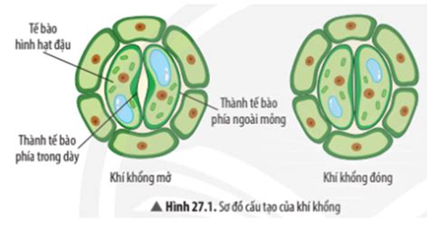 Quan sát Hình 27 5 hãy Nêu tên các cơ quan trong hệ hô hấp của