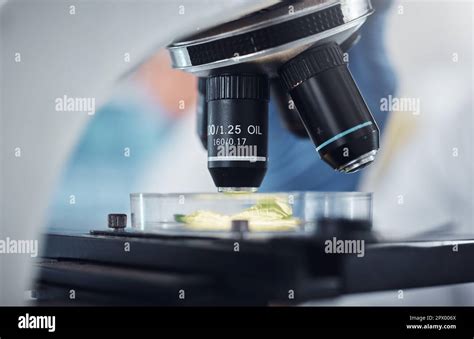 Ciencia investigación y muestra de plantas en microscopio para examen