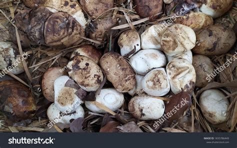 3316件の「ヘビの卵」の画像、写真素材、ベクター画像 Shutterstock