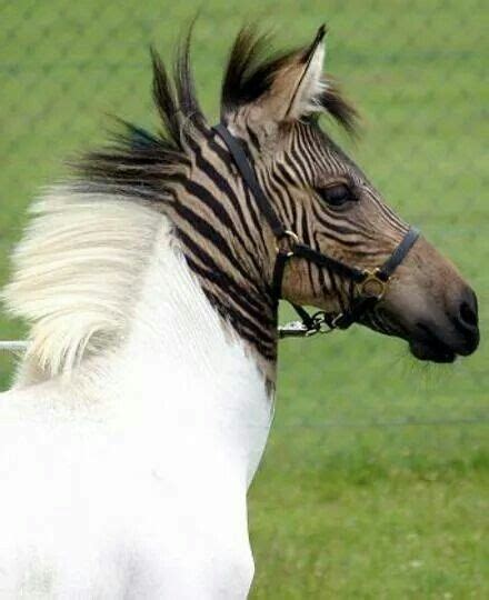 Zebra Half Finished Zorse Horses Zebras