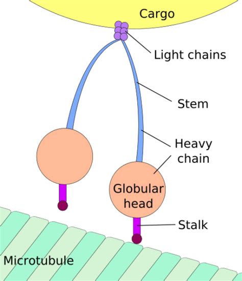 What Is The Difference Between Slow And Fast Axonal Transport Compare