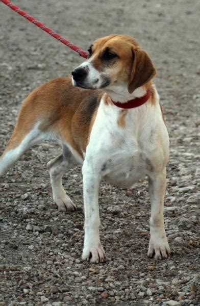 Daphne Crois E Beagle Ans Spa De Chilleurs Aux Bois