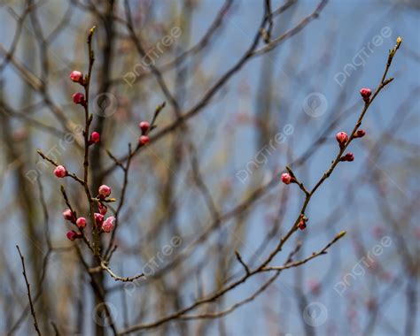 Spring Buds And Fresh Shoots Background Branch Tree Branch Leaves