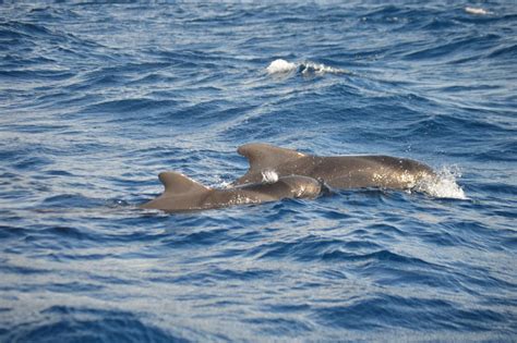 Calheta Whale Dolphin Watching Small Groups Designer Tour Getyourguide