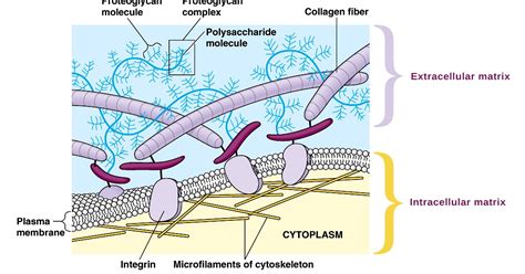 The ECM And Cancer Purpose And Structure Of The Extracellular Matrix