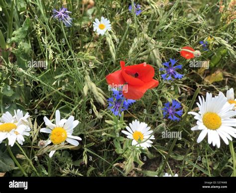 Wild flowers in the spring Stock Photo - Alamy