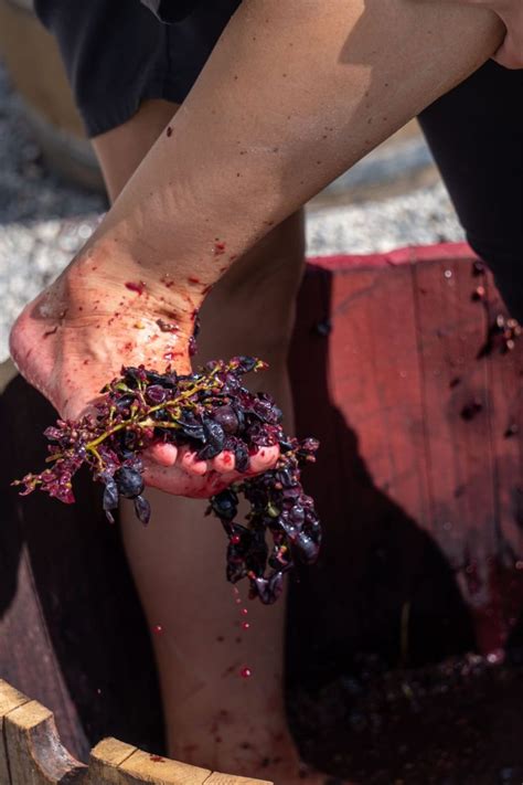 Vendemmia Con I Bambini Dove E Quando