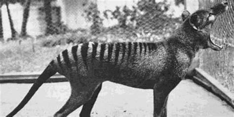 On sait comment le mystérieux tigre de Tasmanie a disparu en 1936 La